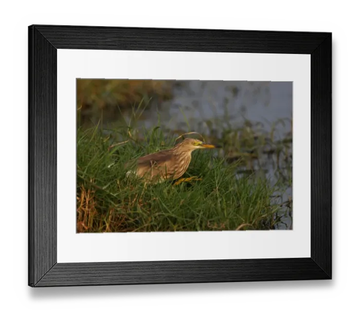 Framed Print : Javan Pond-heron (Ardeola speciosa) adult, winter plumage, walking at edge of ditch, Thailand, february Framed Print : Javan Pond-heron (Ardeola speciosa) adult, winter plumage, walking at edge of ditch, Thailand, february