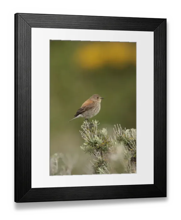 Framed Print : Austral Negrito (Lessonia rufa) adult female, perched on bush, Beagle Channel, Tierra del Fuego, Argentina, december Framed Print : Austral Negrito (Lessonia rufa) adult female, perched on bush, Beagle Channel, Tierra del Fuego, Argentina, december