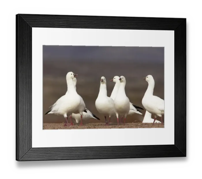Framed Print : Ross's Goose (Anser rossii) adults, calling, flock standing at edge of field, Bosque del Apache National Wildlife Refuge, New Mexico, U. S. A Framed Print : Ross's Goose (Anser rossii) adults, calling, flock standing at edge of field, Bosque del Apache National Wildlife Refuge, New Mexico, U. S. A