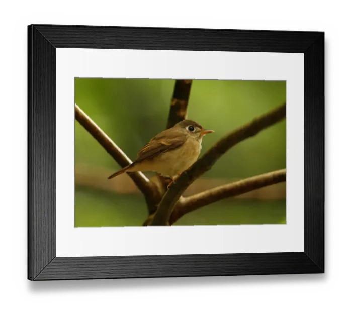 Framed Print : Brown-breasted Flycatcher (Muscicapa muttui) adult, perched on twig, Sinharaja Forest N. P. Sri Lanka, december Framed Print : Brown-breasted Flycatcher (Muscicapa muttui) adult, perched on twig, Sinharaja Forest N. P. Sri Lanka, december