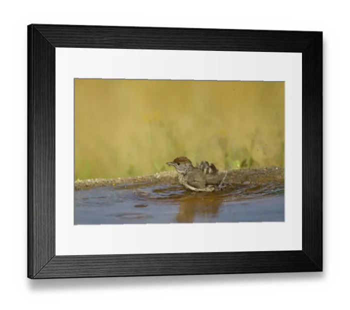 Framed Print : Blackcap (Sylvia atricapilla) adult female, bathing in pool, Spain, may