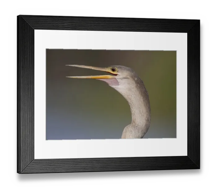 Framed Print : Anhinga (Anhinga anhinga) adult female, with beak open, close-up of head and neck, Pantanal, Mato Grosso, Brazil
