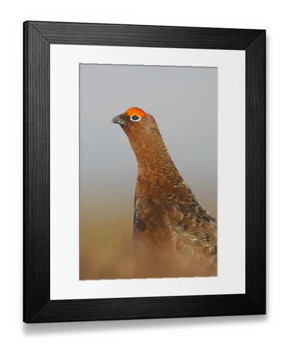 Framed Print : Red Grouse (Lagopus lagopus scoticus) adult male, standing on moorland, Yorkshire Dales N. P. Yorkshire, England