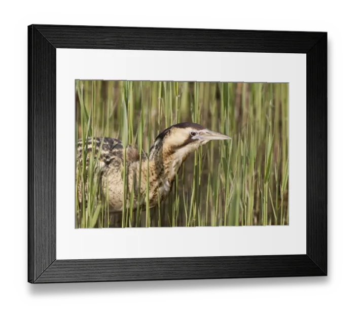 Framed Print : Great Bittern (Botaurus stellaris) adult, close-up of head, standing in reedbed, Minsmere RSPB Reserve, Suffolk, England, april Framed Print : Great Bittern (Botaurus stellaris) adult, close-up of head, standing in reedbed, Minsmere RSPB Reserve, Suffolk, England, april