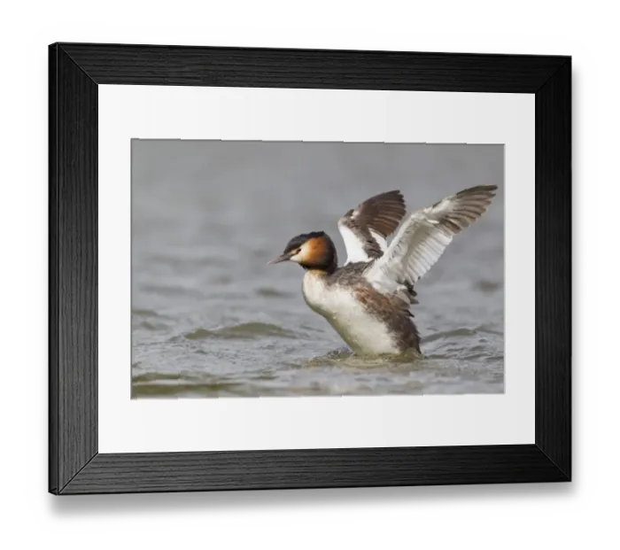Framed Print : Great Crested Grebe (Podiceps cristatus) adult, flapping wings on choppy water, River Thames, England, april Framed Print : Great Crested Grebe (Podiceps cristatus) adult, flapping wings on choppy water, River Thames, England, april