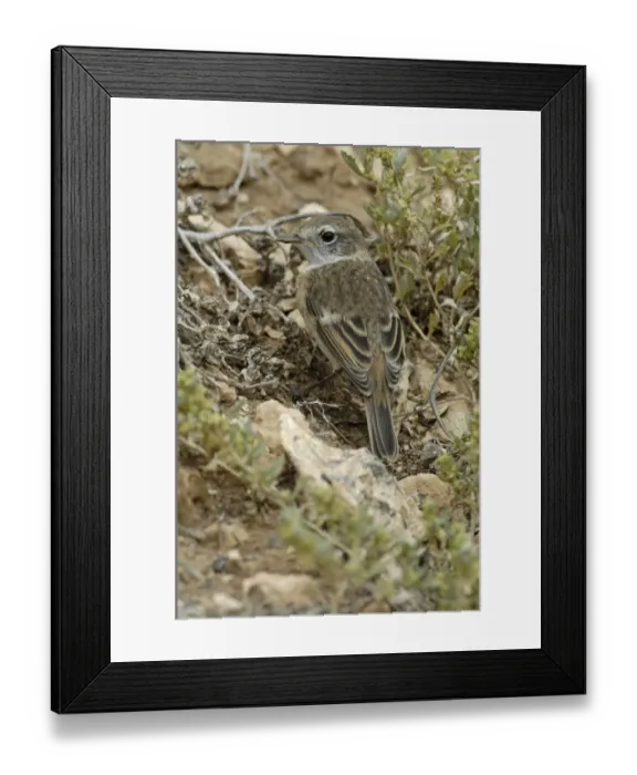 Framed Print : Canary Islands Chat (Saxicola dacotiae) juvenile, standing on ground, Fuerteventura, Canary Islands, march Framed Print : Canary Islands Chat (Saxicola dacotiae) juvenile, standing on ground, Fuerteventura, Canary Islands, march