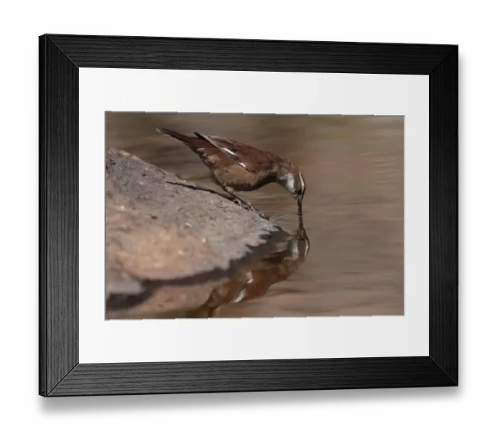 Framed Print : White-winged Cinclodes (Cinclodes atacamensis) adult, drinking, Pampas de Achala, Cordoba, Argentina, april Framed Print : White-winged Cinclodes (Cinclodes atacamensis) adult, drinking, Pampas de Achala, Cordoba, Argentina, april