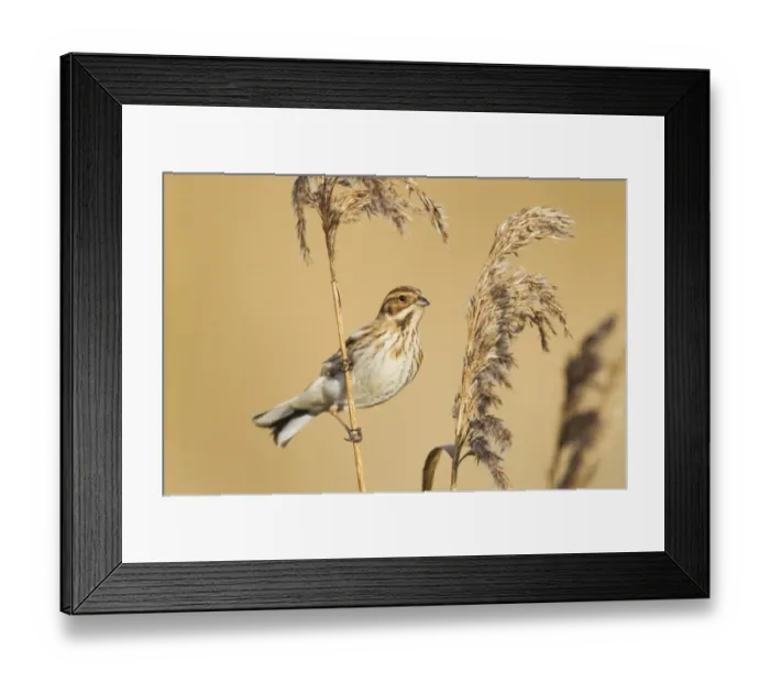 Framed Print : Reed Bunting (Emberiza schoeniclus) adult female, feeding on reed seeds in reedbed, Rainham Marshes RSPB Reserve, Thames Estuary, Essex, England, january Framed Print : Reed Bunting (Emberiza schoeniclus) adult female, feeding on reed seeds in reedbed, Rainham Marshes RSPB Reserve, Thames Estuary, Essex, England, january