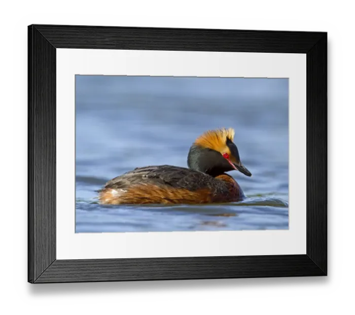 Framed Print : Slavonian Grebe (Podiceps auritus) adult, breeding plumage, swimming, Finland, june Framed Print : Slavonian Grebe (Podiceps auritus) adult, breeding plumage, swimming, Finland, june
