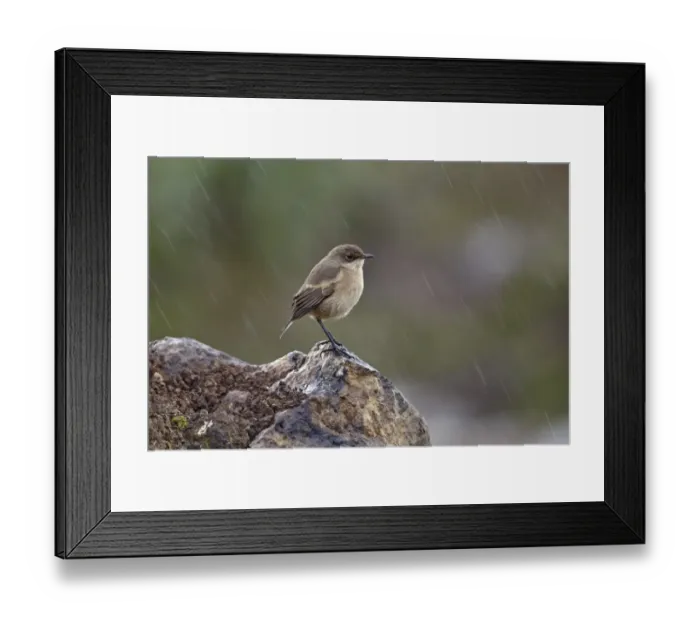 Framed Print : Moorland Chat (Cercomela sordida) adult, standing on rock in rainfall, Simien Mountains, Ethiopia