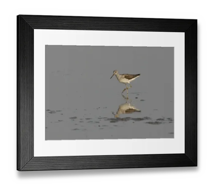 Framed Print : Common Greenshank (Tringa nebularia) adult, wading in shallow water on mudflats, Hebei, China, may