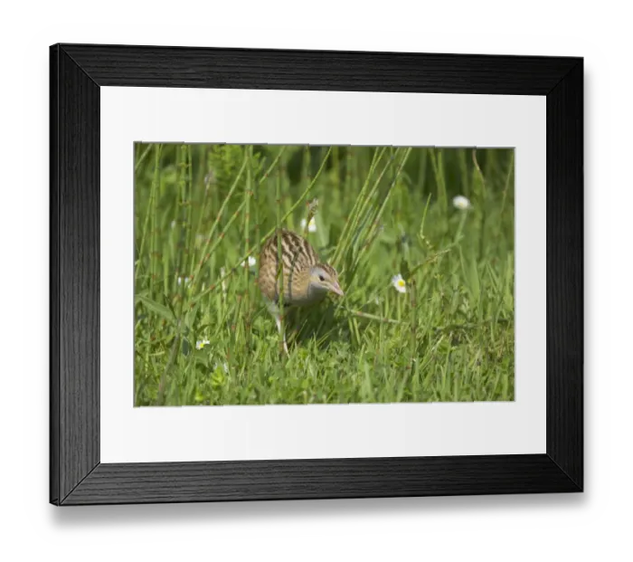 Framed Print : Corncrake (Crex crex) adult, walking in rough grassland, South Uist, Outer Hebrides, Scotland Framed Print : Corncrake (Crex crex) adult, walking in rough grassland, South Uist, Outer Hebrides, Scotland