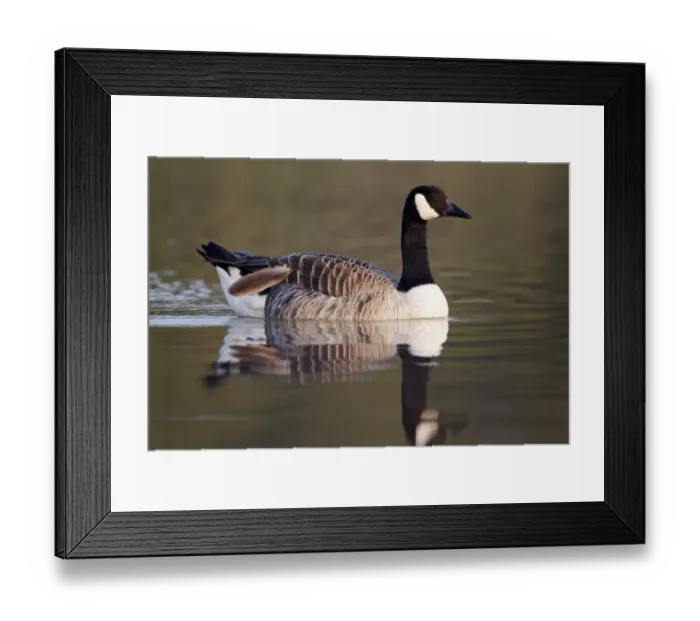Framed Print : Canada Goose (Branta canadensis) introduced species, adult, moulting feather, swimming, Midlands, England, april Framed Print : Canada Goose (Branta canadensis) introduced species, adult, moulting feather, swimming, Midlands, England, april