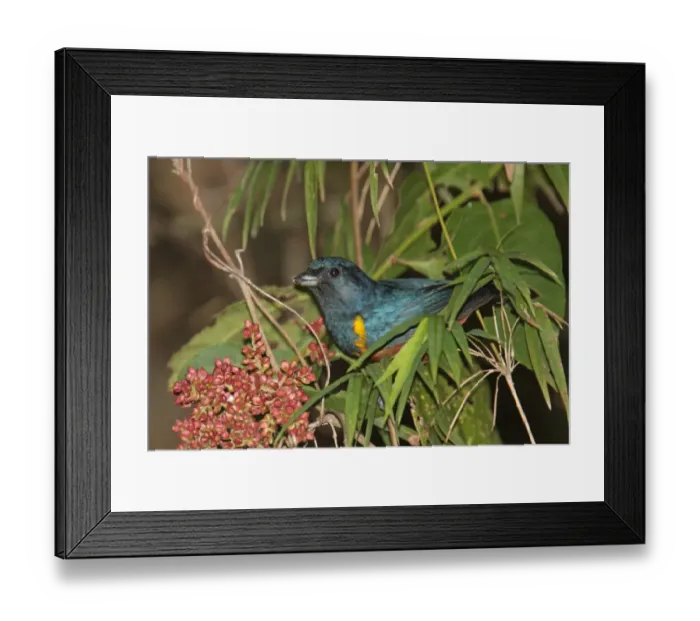 Framed Print : Chestnut-bellied Euphonia (Euphonia pectoralis) adult male, feeding on fruit, Iguazu N. P. Misiones, Argentina, april Framed Print : Chestnut-bellied Euphonia (Euphonia pectoralis) adult male, feeding on fruit, Iguazu N. P. Misiones, Argentina, april