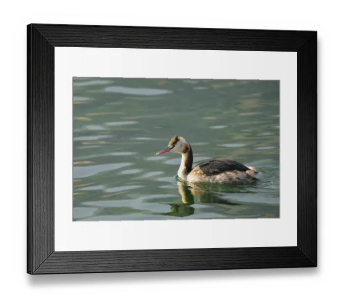 Framed Print : Great Crested Grebe (Podiceps cristatus) adult, winter plumage, swimming, Italy, february Framed Print : Great Crested Grebe (Podiceps cristatus) adult, winter plumage, swimming, Italy, february