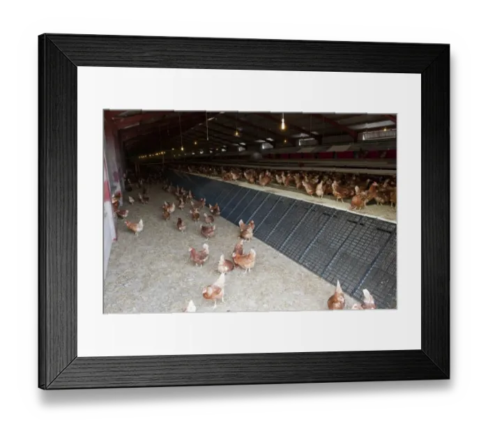 Framed Print : Domestic Chicken, free-ranges hens, interior of unit building, Cumbria, England, june Framed Print : Domestic Chicken, free-ranges hens, interior of unit building, Cumbria, England, june