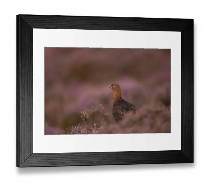 Framed Print : Red Grouse (Lagopus lagopus scoticus) adult male, standing amongst flowering heather on moorland, Peak District, Derbyshire, England, september Framed Print : Red Grouse (Lagopus lagopus scoticus) adult male, standing amongst flowering heather on moorland, Peak District, Derbyshire, England, september