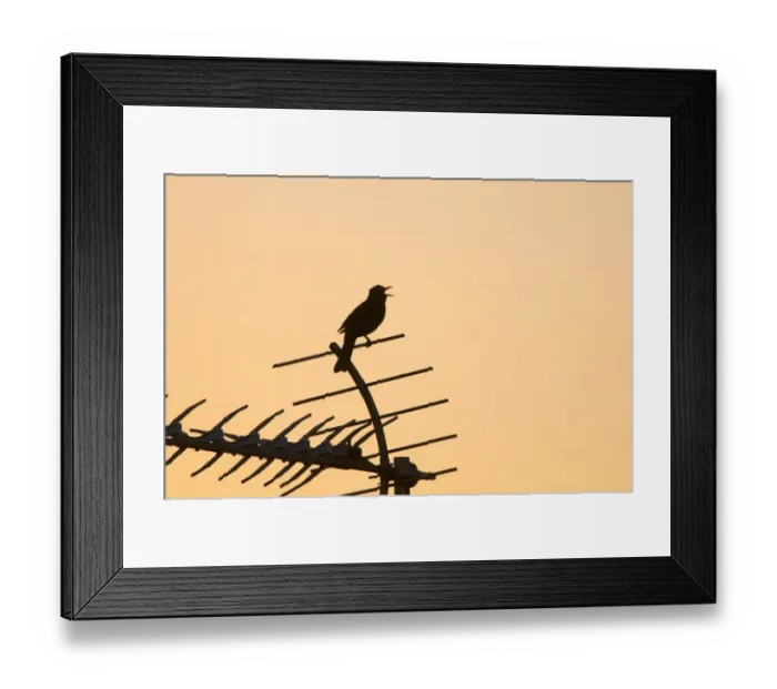 Framed Print : European Blackbird (Turdus merula) adult male, singing, perched on televison aerial, silhouetted in town centre at dawn, Holt, Norfolk, England, may Framed Print : European Blackbird (Turdus merula) adult male, singing, perched on televison aerial, silhouetted in town centre at dawn, Holt, Norfolk, England, may