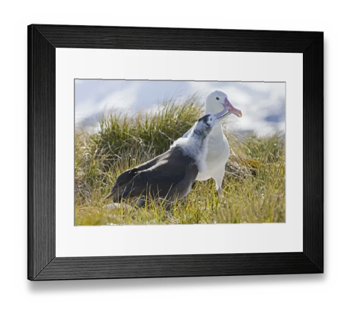 Framed Print : Wandering Albatross (Diomedea exulans) adult regurgitaing food for ten month old chick, Prion Island, Bay of Isles, South Georgia, november Framed Print : Wandering Albatross (Diomedea exulans) adult regurgitaing food for ten month old chick, Prion Island, Bay of Isles, South Georgia, november