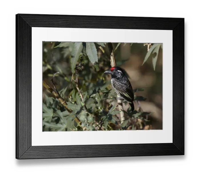 Framed Print : Banded Barbet (Lybius undatus) adult, perched on branch, Koka Dam, Oromia, Ethiopia
