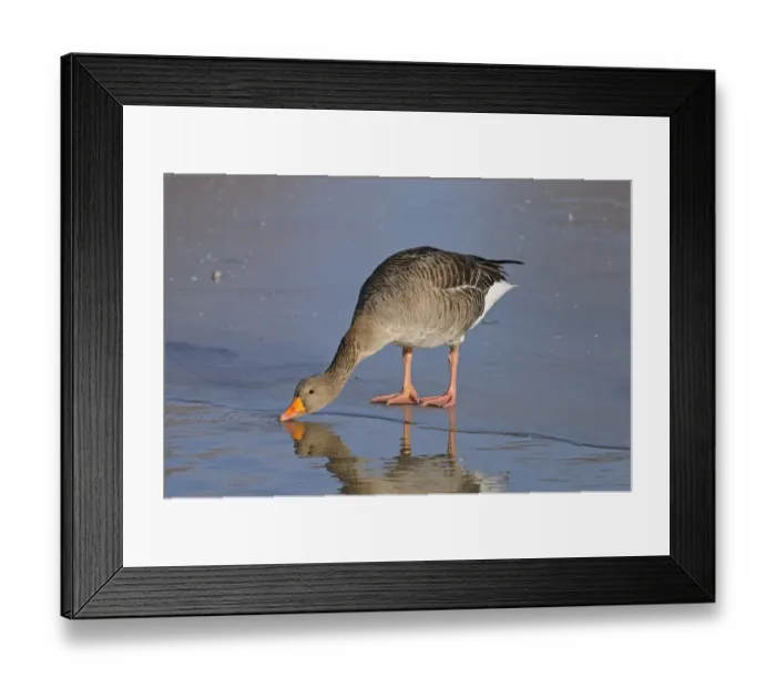 Framed Print : Greylag Goose (Anser anser) adult, drinking, standing at edge of ice, Slimbridge, Gloucestershire, England, december Framed Print : Greylag Goose (Anser anser) adult, drinking, standing at edge of ice, Slimbridge, Gloucestershire, England, december