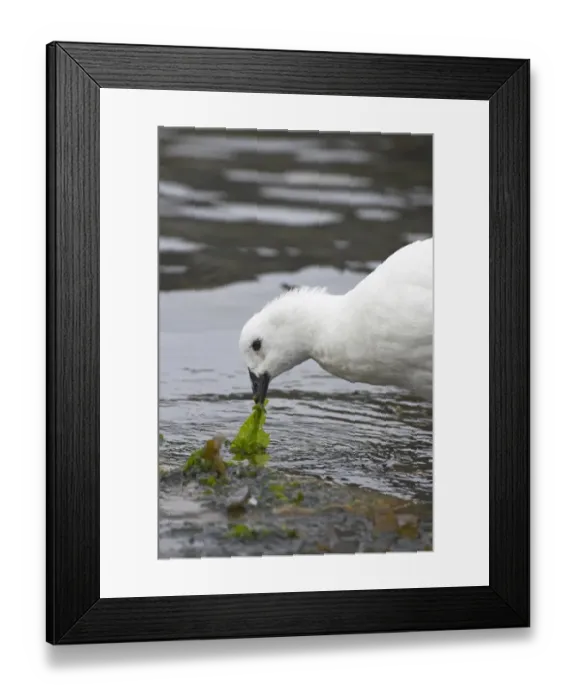 Framed Print : Kelp Goose (Chloephaga hybrida) adult male, feeding on seaweed at low tide, New Island, Falkland Islands Framed Print : Kelp Goose (Chloephaga hybrida) adult male, feeding on seaweed at low tide, New Island, Falkland Islands