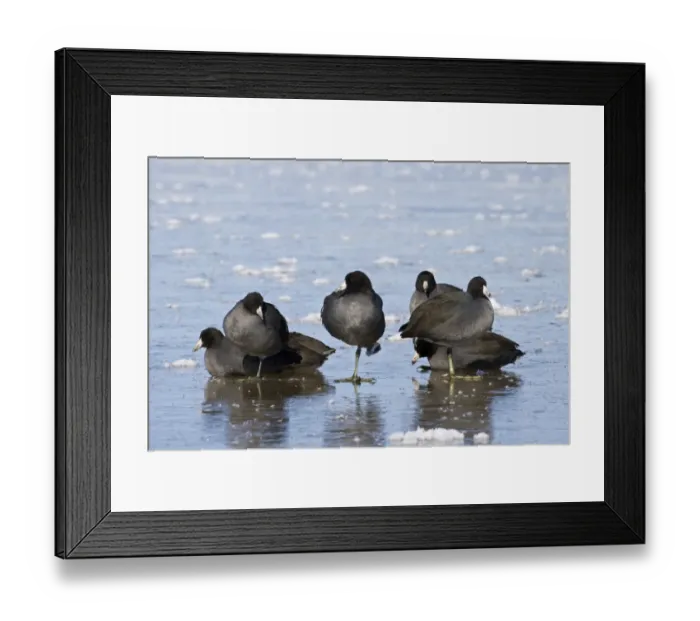 Framed Print : American Coot (Fulica americana) flock, roosting on frozen lake, Bosque del Apache National Wildlife Refuge, New Mexico, U. S. A. december
