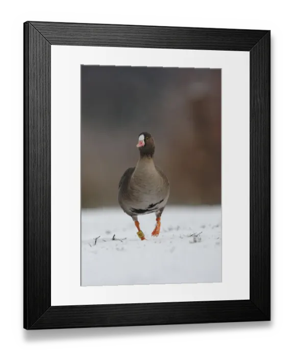 Framed Print : Lesser White-fronted Goose (Anser erythropus) adult, walking on snow, Martin Mere, Lancashire, England, december (captive) Framed Print : Lesser White-fronted Goose (Anser erythropus) adult, walking on snow, Martin Mere, Lancashire, England, december (captive)