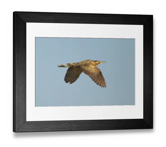 Framed Print : Great Bittern (Botaurus stellaris) adult, in flight, Minsmere RSPB Reserve, Suffolk, England, may Framed Print : Great Bittern (Botaurus stellaris) adult, in flight, Minsmere RSPB Reserve, Suffolk, England, may
