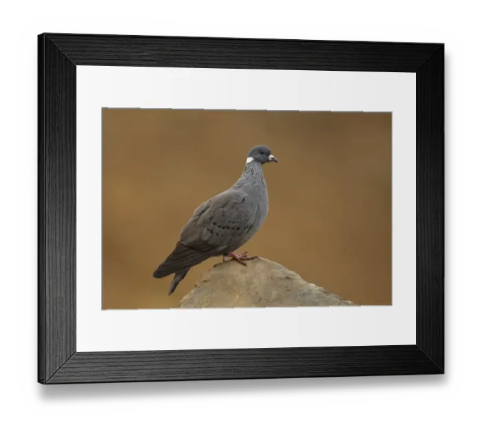 Framed Print : White-collared Pigeon (Columba albitorques) adult, standing on rock, Bale Mountains, Oromia, Ethiopia Framed Print : White-collared Pigeon (Columba albitorques) adult, standing on rock, Bale Mountains, Oromia, Ethiopia