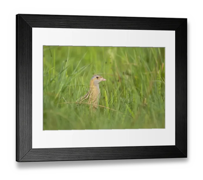 Framed Print : Corncrake (Crex crex) adult, standing rough grassland, South Uist, Outer Hebrides, Scotland Framed Print : Corncrake (Crex crex) adult, standing rough grassland, South Uist, Outer Hebrides, Scotland