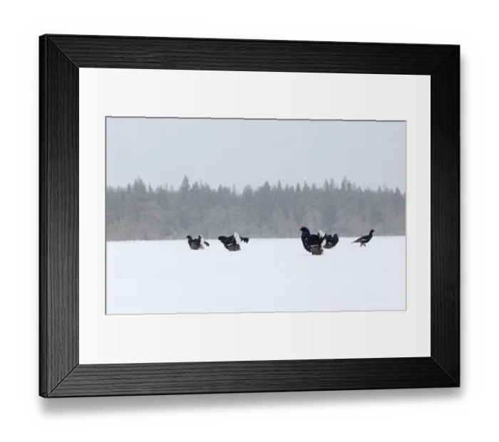 Framed Print : Black Grouse (Tetrao tetrix) adult males, group displaying at lek in snow, Finland, march Framed Print : Black Grouse (Tetrao tetrix) adult males, group displaying at lek in snow, Finland, march