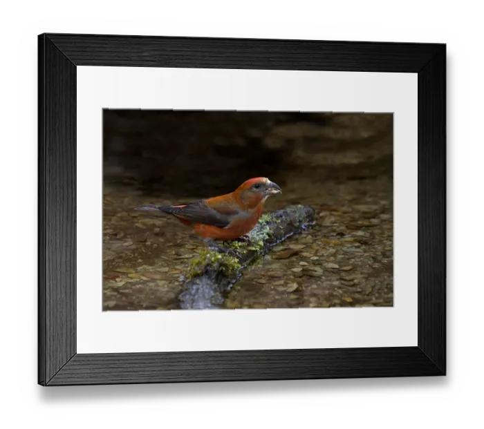 Framed Print : Red Crossbill (Loxia curvirostra) adult male, drinking at stream, Wales, march Framed Print : Red Crossbill (Loxia curvirostra) adult male, drinking at stream, Wales, march