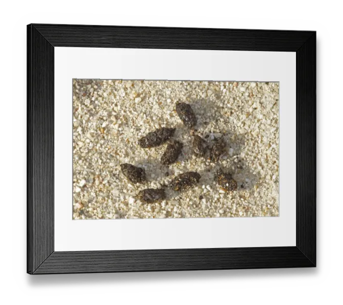 Framed Print : European Bee-eater (Merops apiaster) pellets, Spain, may