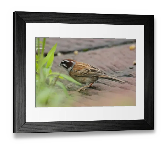 Framed Print : Meadow Bunting (Emberiza cioides) adult male, standing on carved flagstones, Wuyuan County, Jiangxi, China, june Framed Print : Meadow Bunting (Emberiza cioides) adult male, standing on carved flagstones, Wuyuan County, Jiangxi, China, june