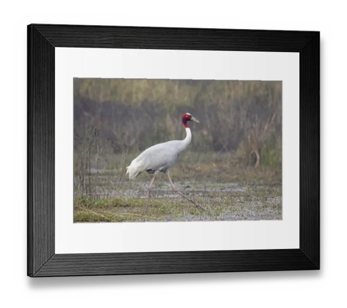Framed Print : Sarus Crane (Grus antigone) adult, walking in shallow water, foraging in marshland, Keoladeo Ghana N. P. (Bharatpur), Rajasthan, India Framed Print : Sarus Crane (Grus antigone) adult, walking in shallow water, foraging in marshland, Keoladeo Ghana N. P. (Bharatpur), Rajasthan, India