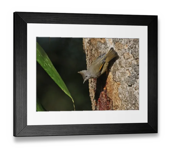 Framed Print : Stripe-throated Yuhina (Yuhina gularis gularis) adult, feeding on tree sap, Eaglenest Wildlife Sanctuary, Arunachal Pradesh, India, january Framed Print : Stripe-throated Yuhina (Yuhina gularis gularis) adult, feeding on tree sap, Eaglenest Wildlife Sanctuary, Arunachal Pradesh, India, january