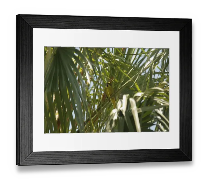 Framed Print : Yellow Cardinal (Gubernatrix cristata) adult, perched on palm frond, Esteros de Ibera, Corrientes, Argentina