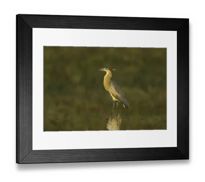 Framed Print : Whistling Heron (Syrigma sibilatrix fostersmithi) adult, standing on fencepost, Venezuela Framed Print : Whistling Heron (Syrigma sibilatrix fostersmithi) adult, standing on fencepost, Venezuela