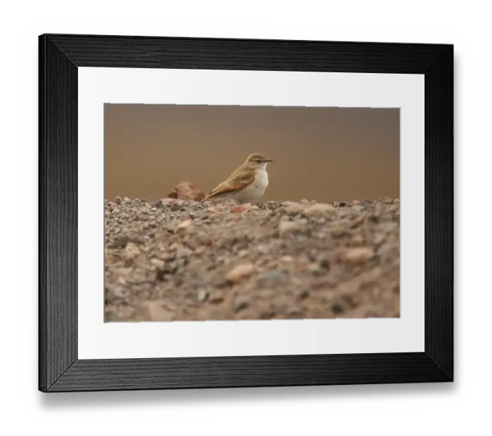 Framed Print : Puna Miner (Geositta punensis) adult, standing on ground, Lauca N. P. Northern Chile, november Framed Print : Puna Miner (Geositta punensis) adult, standing on ground, Lauca N. P. Northern Chile, november