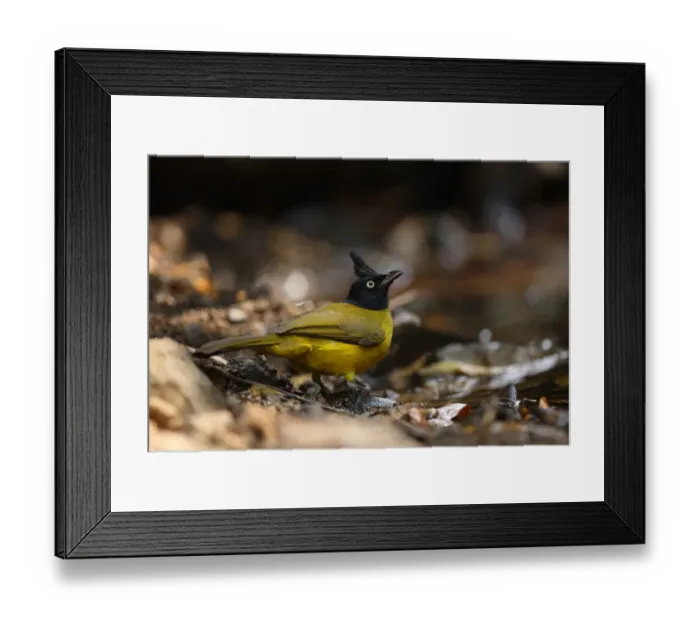 Framed Print : Black-crested Bulbul (Pycnonotus melanicterus xanthops) adult, drinking at pool, Kaeng Krachan N. P. Thailand, february Framed Print : Black-crested Bulbul (Pycnonotus melanicterus xanthops) adult, drinking at pool, Kaeng Krachan N. P. Thailand, february