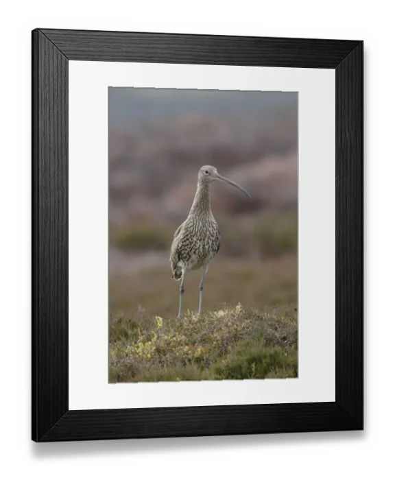 Framed Print : Eurasian Curlew (Numenius arquata) adult, standing amongst heather and bilberry on moorland, Swaledale, Yorkshire Dales N. P. North Yorkshire, England, june Framed Print : Eurasian Curlew (Numenius arquata) adult, standing amongst heather and bilberry on moorland, Swaledale, Yorkshire Dales N. P. North Yorkshire, England, june
