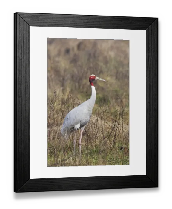 Framed Print : Sarus Crane (Grus antigone) adult, standing in marshland, Keoladeo Ghana N. P. (Bharatpur), Rajasthan, India Framed Print : Sarus Crane (Grus antigone) adult, standing in marshland, Keoladeo Ghana N. P. (Bharatpur), Rajasthan, India