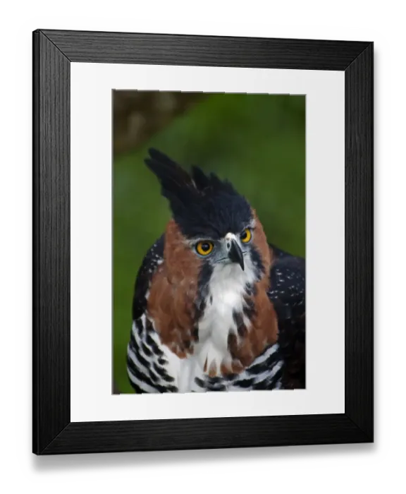 Framed Print : Ornate Hawk-eagle (Spizaetus ornatus) adult, close-up of head (captive)
