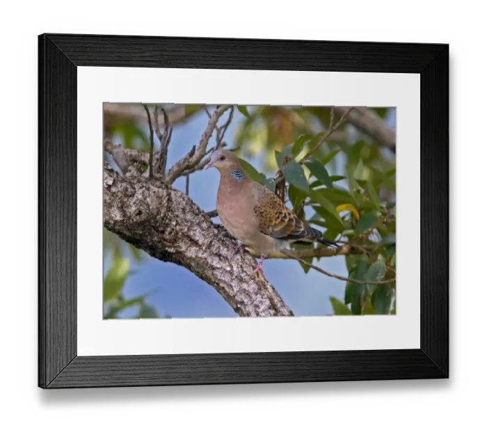 Framed Print : Oriental Turtle-dove (Streptopelia orientalis meena) adult, perched on branch, Uttaranchal, India, january Framed Print : Oriental Turtle-dove (Streptopelia orientalis meena) adult, perched on branch, Uttaranchal, India, january
