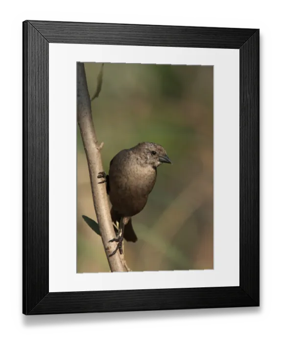 Framed Print : Shiny Cowbird (Molothrus bonariensis) adult female, in head moult, perched on branch, Costanera Sur Nature Reserve, Buenos Aires Province, Argentina, august Framed Print : Shiny Cowbird (Molothrus bonariensis) adult female, in head moult, perched on branch, Costanera Sur Nature Reserve, Buenos Aires Province, Argentina, august