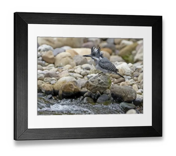 Framed Print : Crested Kingfisher (Megaceryle lugubris) adult, perched on rock beside stream, Northern India, january Framed Print : Crested Kingfisher (Megaceryle lugubris) adult, perched on rock beside stream, Northern India, january