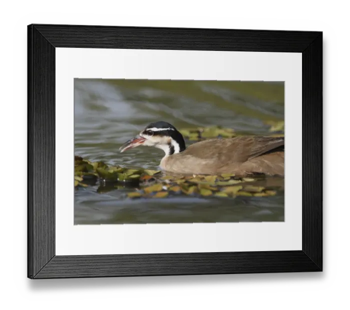 Framed Print : Sungrebe (Heliornis fulica) adult, swimming, Pantanal, Mato Grosso, Brazil Framed Print : Sungrebe (Heliornis fulica) adult, swimming, Pantanal, Mato Grosso, Brazil