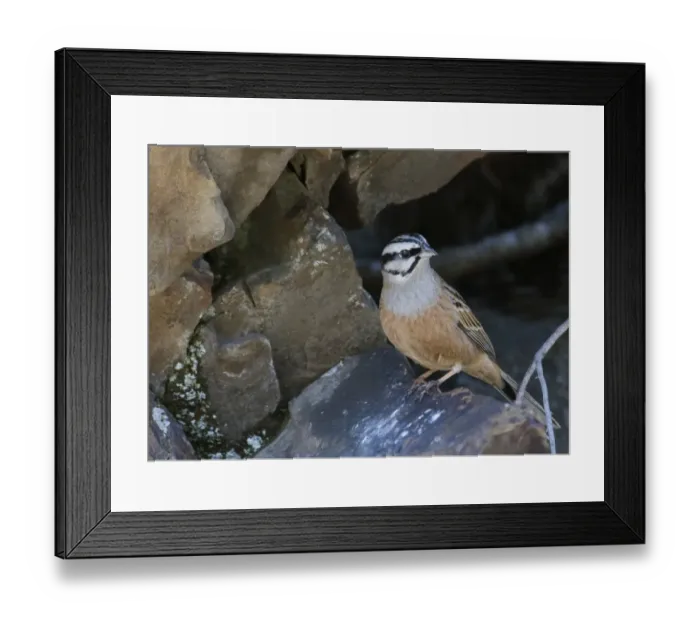 Framed Print : Rock Bunting (Emberiza cia) adult male, perched on rock, Great Caucasus, Caucasus Mountains, Georgia, april Framed Print : Rock Bunting (Emberiza cia) adult male, perched on rock, Great Caucasus, Caucasus Mountains, Georgia, april