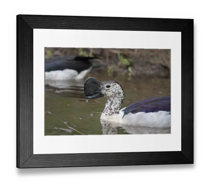 Framed Print : Knob-billed Goose (Sarkidiornis melanotos) adult male, close-up of head and chest, swimming, Kruger N. P. South Africa Framed Print : Knob-billed Goose (Sarkidiornis melanotos) adult male, close-up of head and chest, swimming, Kruger N. P. South Africa